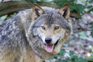 Vuk napao petogodišnje dijete kod Štrpca