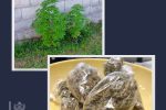 marihuana-pg